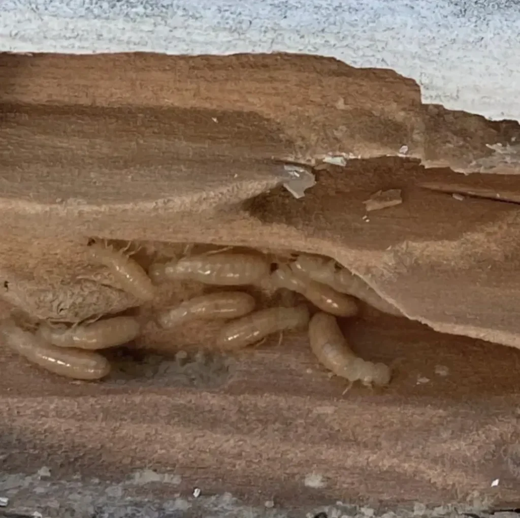 Annual Termite Inspections.