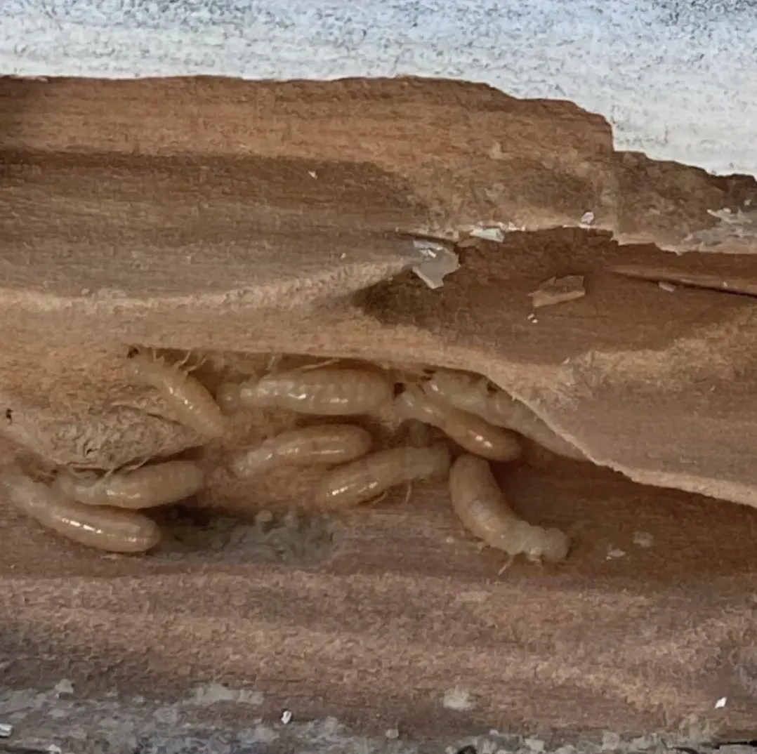 Annual Termite Inspections.