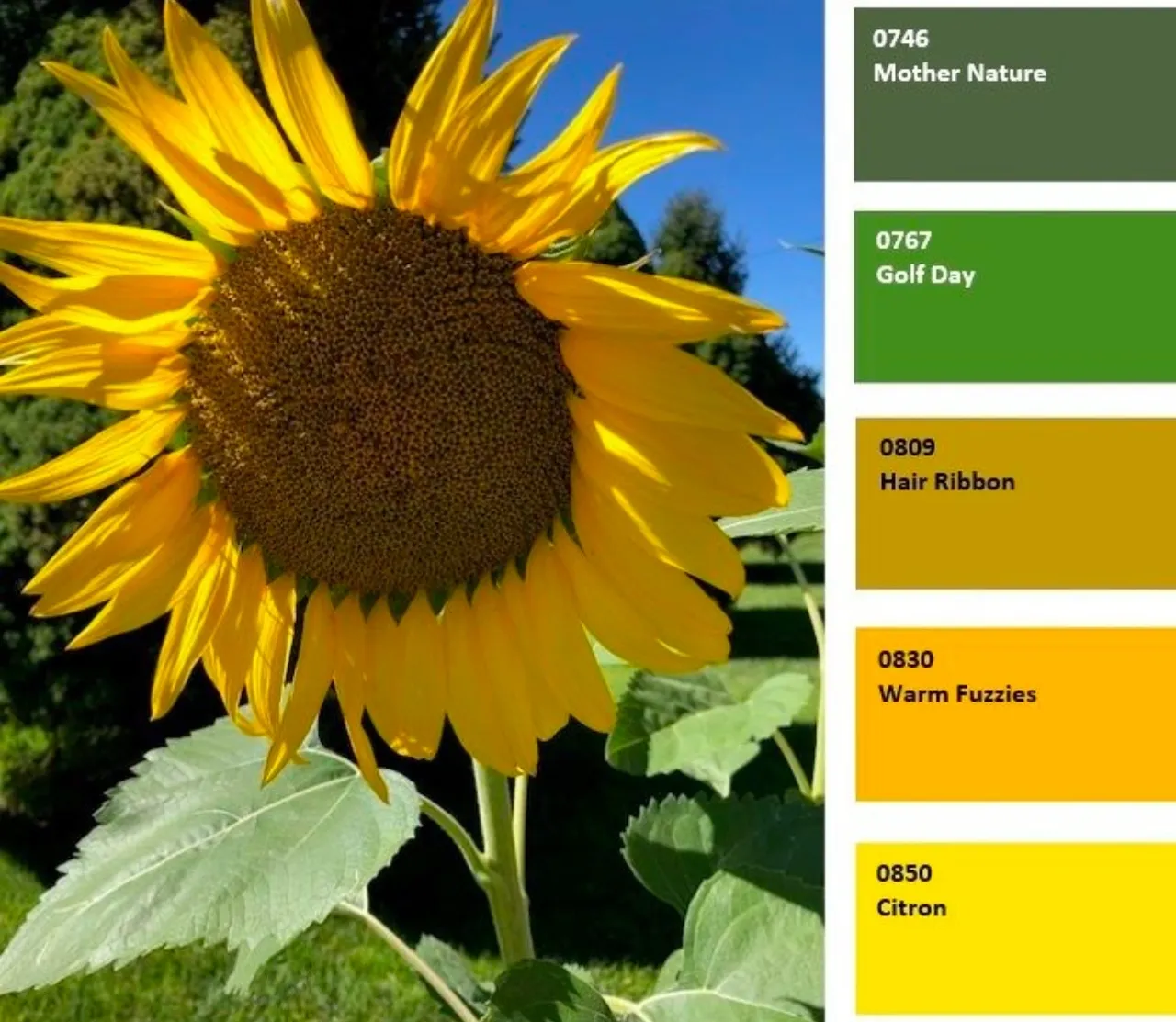Sunflower Inspired Paint Color Palette.