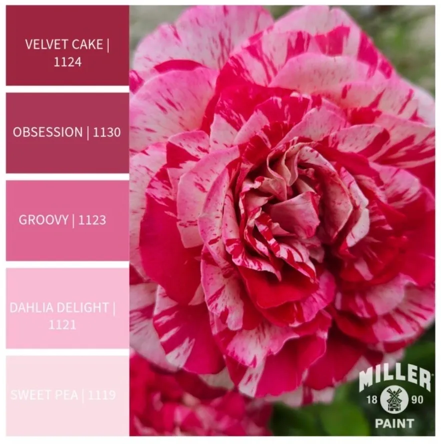 Rosy Pink Paint Colors.