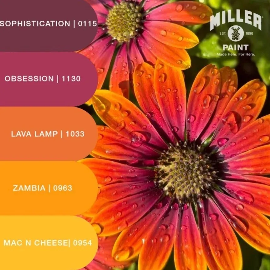 Cape Marguerite Daisy Colors.
